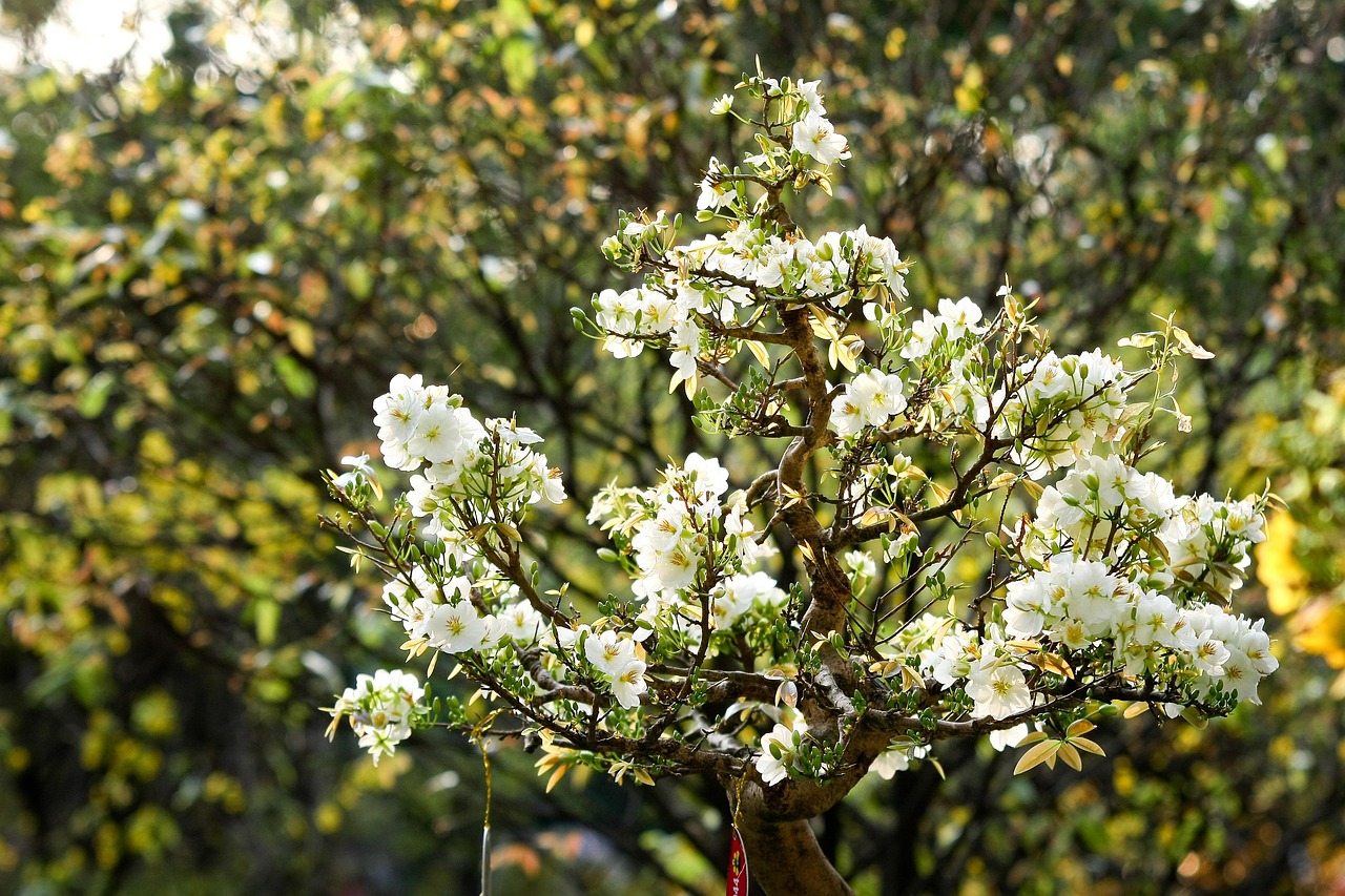 Hoa mai, hoa, mai trắng, apricot blossom, flower, white apricot blossom- minhquanfoto 3