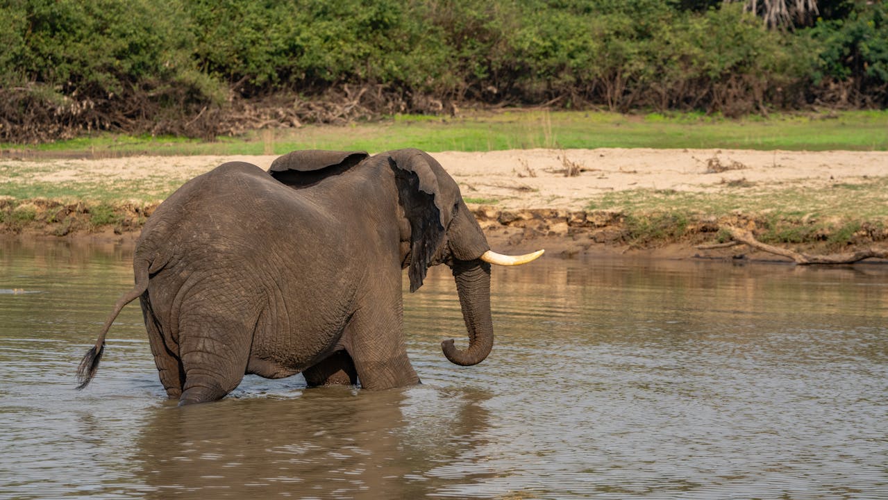 Con voi, voi tắm, hoang dã, động vật, rừng, elephant, wild, animal, forest - Tomasz Dworczyk